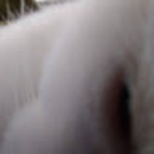 Meet your Posher, Henry